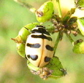 Coccinella transversoguttata